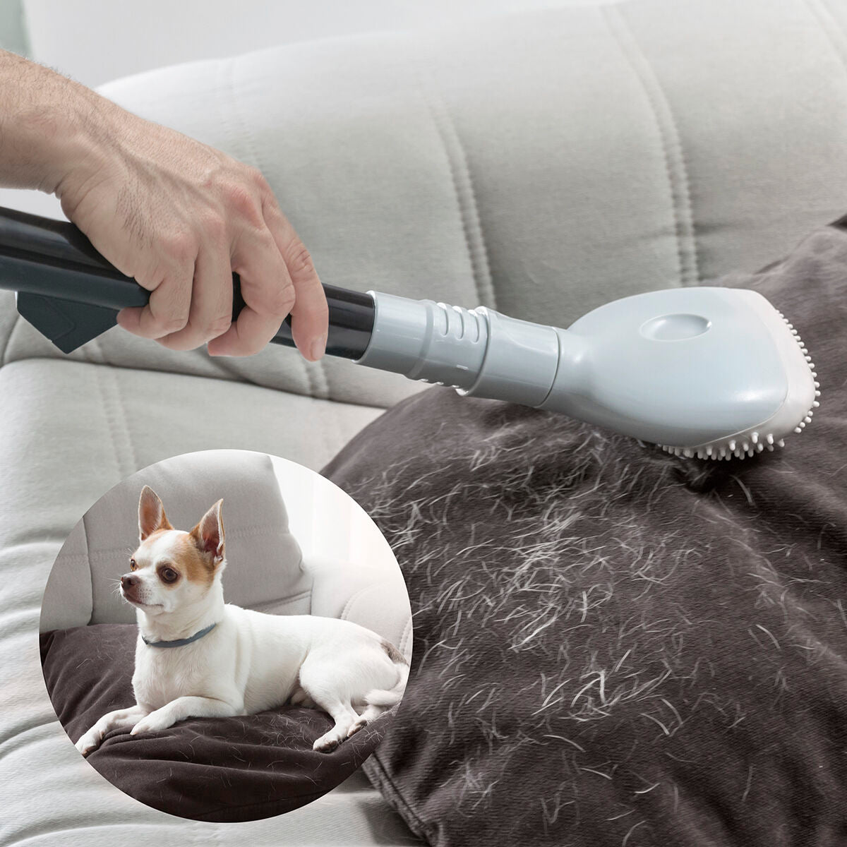 Brosse aspirateur Smoovah en train d’aspirer les poils d’un chien sur un canapé.